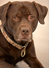 Bild von Duke (Haustier)